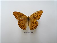 藏品(綠豹蛺蝶)的圖片